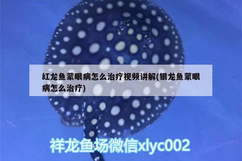 紅龍魚蒙眼病怎么治療視頻講解(銀龍魚蒙眼病怎么治療)