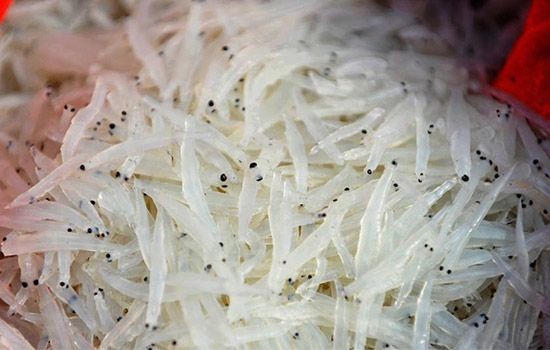 銀魚魚缸養殖方法視頻(銀魚魚缸養殖方法視頻教程)