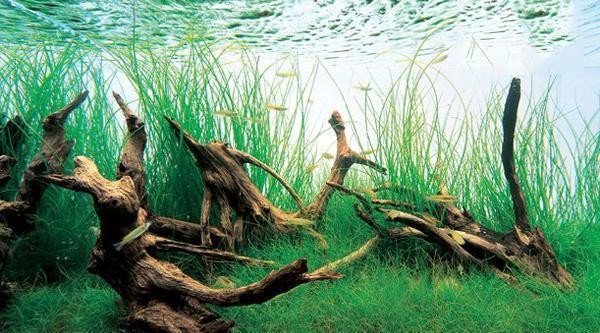 哈爾濱市道外區金名人水族館（哈爾濱名湖金魚）