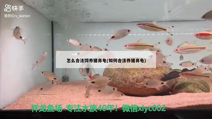 怎么合法飼養豬鼻龜(如何合法養豬鼻龜)