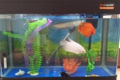 大型魚缸需要漏電保護(hù)嗎：大型魚缸需要漏電保護(hù)嗎？