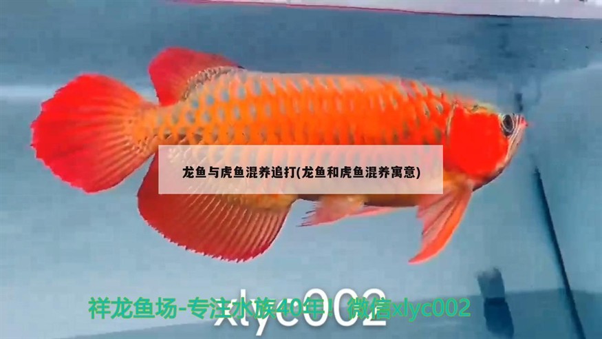 龍魚與虎魚混養追打(龍魚和虎魚混養寓意)