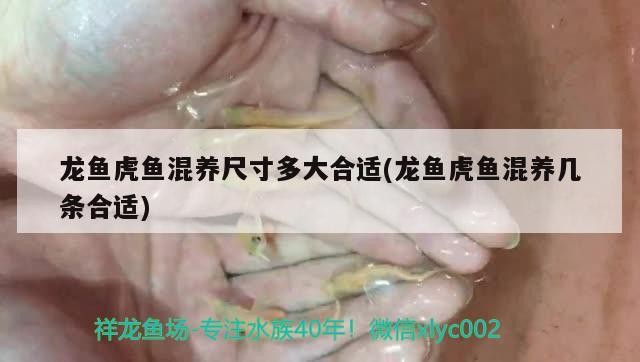 龍魚虎魚混養尺寸多大合適(龍魚虎魚混養幾條合適)