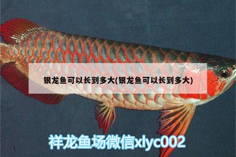 銀龍魚可以長到多大(銀龍魚可以長到多大)