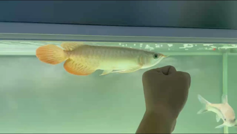 一直對翹頭無感，就喜歡平頭平背的魚，現在大多數都是翹嘴，平頭越來越少。一個人一個審美，耐下性子養