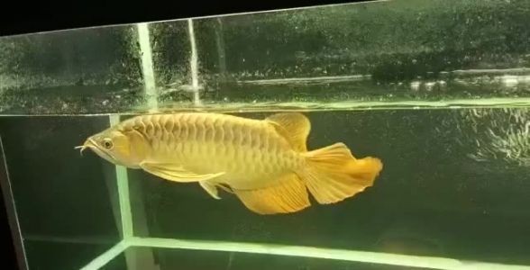龍魚虎魚混養小時候喂什么好呢（龍魚虎魚混養小時候喂什么好呢視頻）