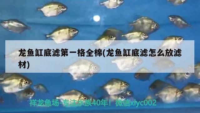 龍魚缸底濾第一格全棉(龍魚缸底濾怎么放濾材)
