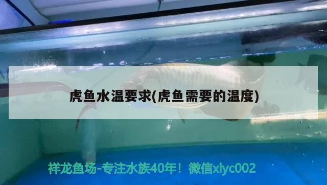 虎魚水溫要求(虎魚需要的溫度)