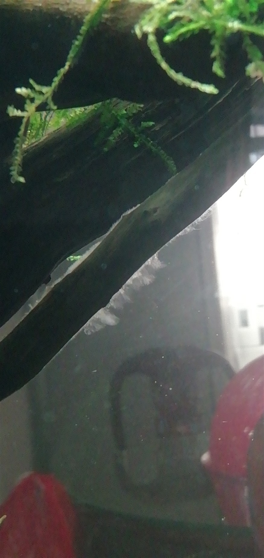 闖缸木頭上面有白毛咋回事請教各位大