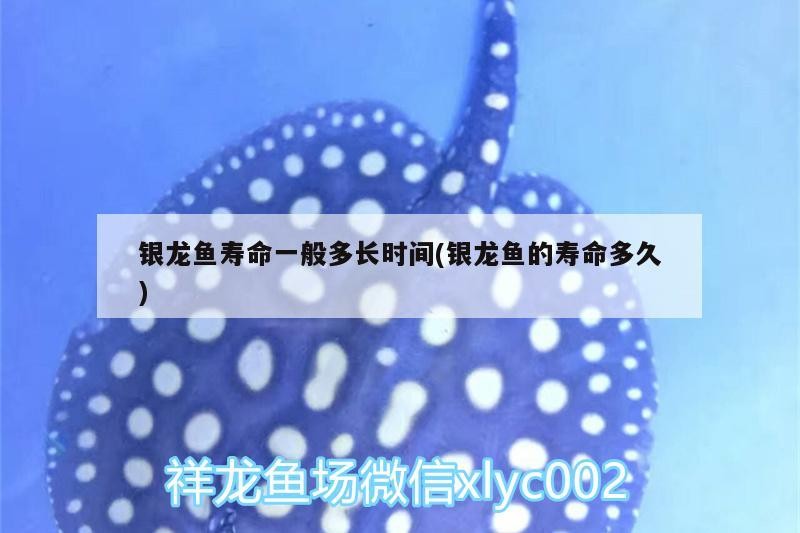 銀龍魚壽命一般多長時(shí)間(銀龍魚的壽命多久)