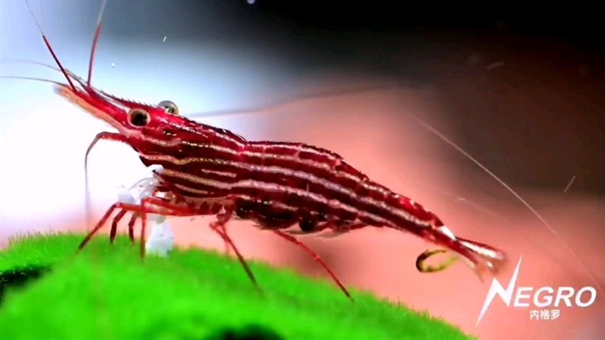 衡陽水族館這蝦超級愛吃短絨藻啊