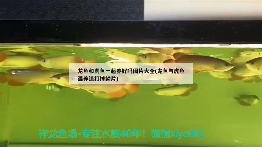 龍魚和虎魚一起養好嗎圖片大全(龍魚與虎魚混養追打掉鱗片)