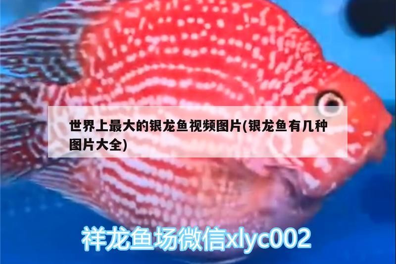 世界上最大的銀龍魚視頻圖片(銀龍魚有幾種圖片大全) 世界上最大的銀龍魚視頻圖片(銀龍魚有幾種圖片大全) 銀龍魚百科