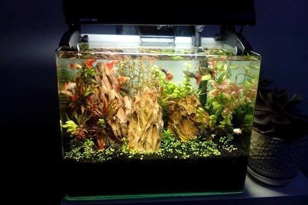 西安市長安區(qū)綠色水族商店（西安水族市場有哪些）