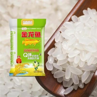 紅龍魚苗好養嗎怎么養（紅龍魚苗好養嗎怎么養的）
