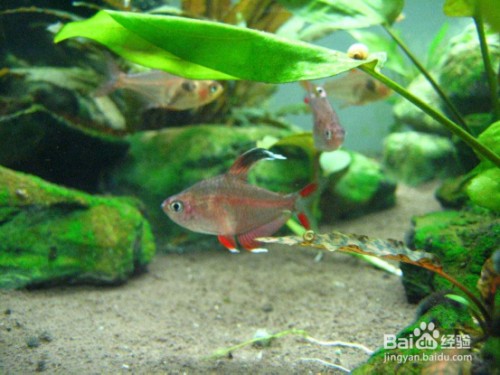 什么魚能和龍魚、虎魚混養(yǎng)（什么魚能和龍魚,虎魚混養(yǎng)呢）