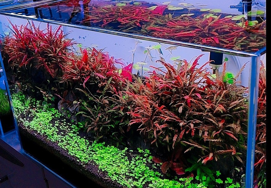 玩過所有的缸