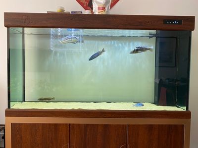 成品魚缸改造升級方案：成品魚缸改造升級之過濾升級