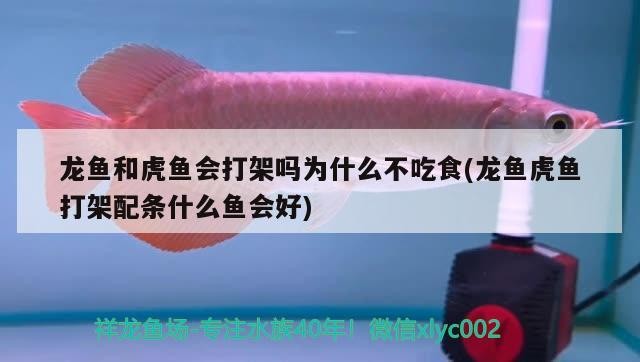 龍魚和虎魚會打架嗎為什么不吃食(龍魚虎魚打架配條什么魚會好)