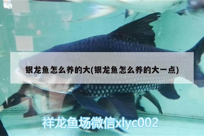 銀龍魚怎么養(yǎng)的大(銀龍魚怎么養(yǎng)的大一點)
