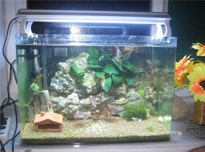 不用清理的魚(yú)缸：如何尋找不用清理的魚(yú)缸用戶(hù)？