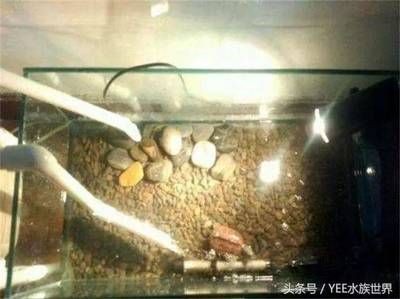 不用清理的魚(yú)缸：如何尋找不用清理的魚(yú)缸用戶(hù)？