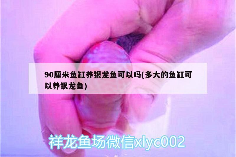 90厘米魚缸養銀龍魚可以嗎(多大的魚缸可以養銀龍魚) 90厘米魚缸養銀龍魚可以嗎(多大的魚缸可以養銀龍魚) 銀龍魚百科
