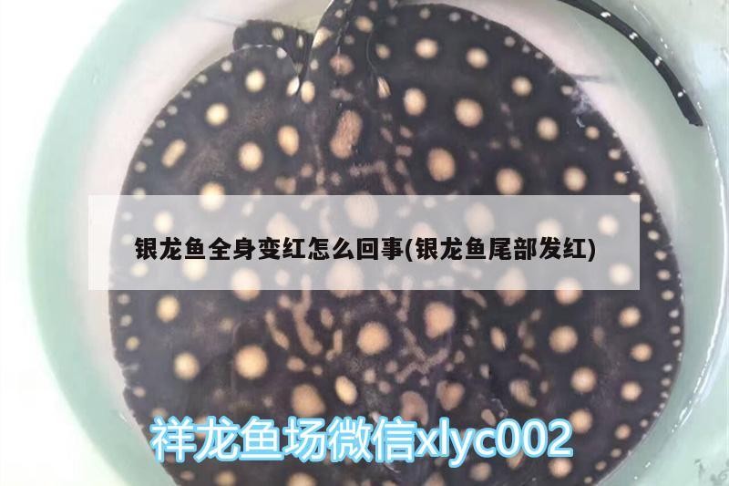 銀龍魚全身變紅怎么回事(銀龍魚尾部發(fā)紅)
