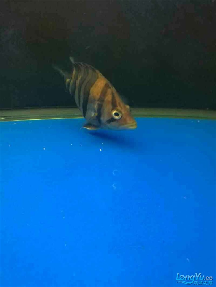 各位大神看看你的虎魚眼睛正常嗎？今天剛發(fā)現跟別的魚不一樣了眼珠發(fā)白非常清澈
