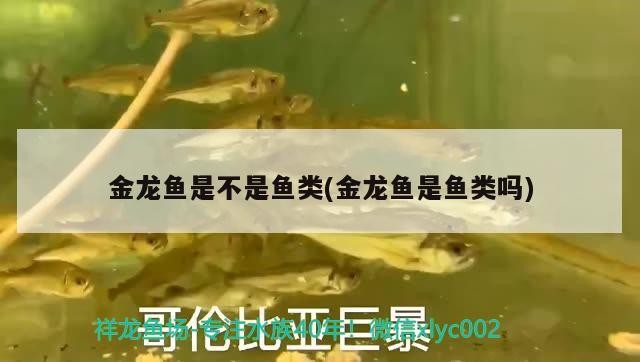 各位大神看看你的虎魚眼睛正常嗎？今天剛發(fā)現跟別的魚不一樣了眼珠發(fā)白非常清澈