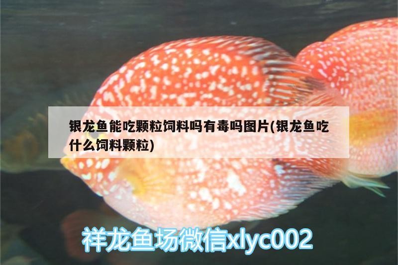 銀龍魚能吃顆粒飼料嗎有毒嗎圖片(銀龍魚吃什么飼料顆粒)