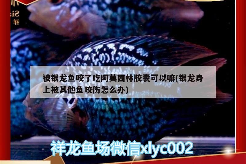 被銀龍魚咬了吃阿莫<strong><mark>西林</mark></strong>膠囊可以嘛(銀龍身上被其他魚咬傷怎么辦)