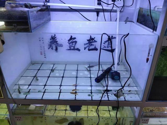 大蘇打魚缸放多少水合適養魚