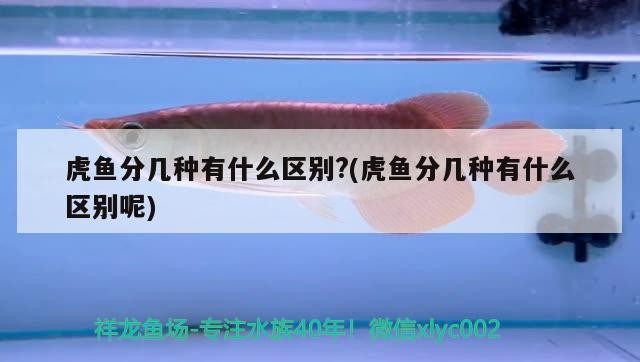 虎魚分幾種有什么區別?(虎魚分幾種有什么區別呢)