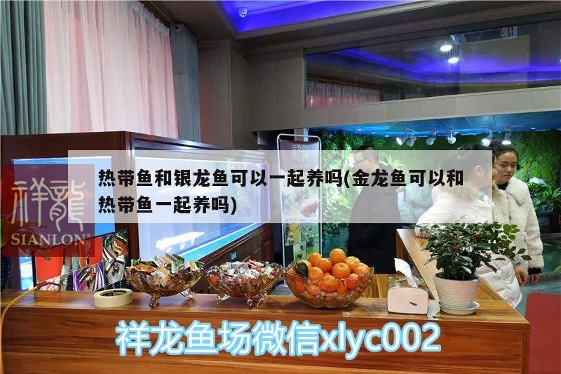 熱帶魚和銀龍魚可以一起養(yǎng)嗎(金龍魚可以和熱帶魚一起養(yǎng)嗎)