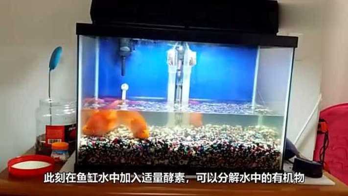 龍魚虎魚水溫多少適宜（龍魚虎魚水溫多少適宜養）