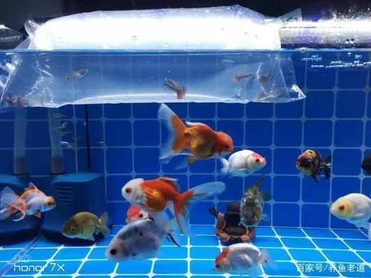 南寧市睿鷗水族店（南寧市睿鷗水族店地址）