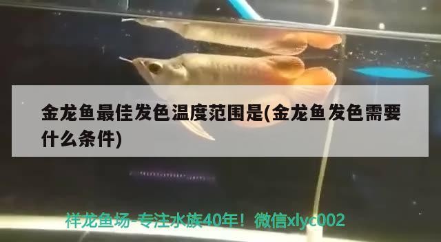 幫忙救救它豬鼻龜