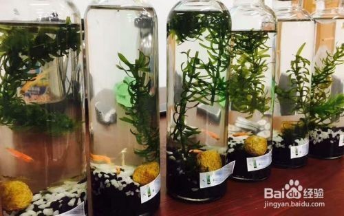 不用換水的生態(tài)魚(yú)缸的制作方法有哪些