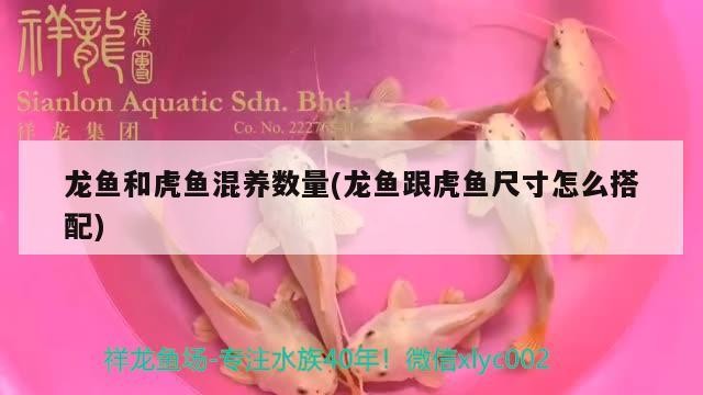 龍魚和虎魚混養數量(龍魚跟虎魚尺寸怎么搭配)