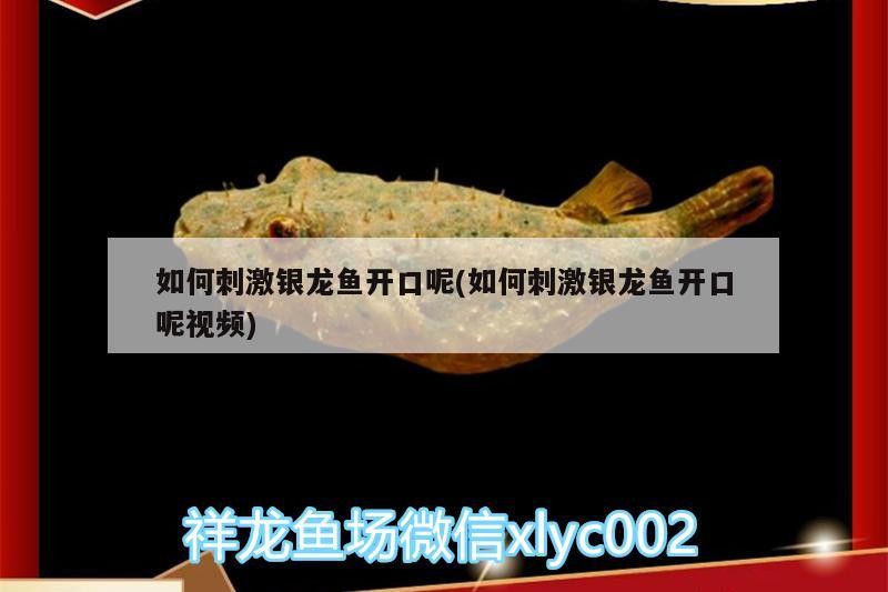 如何刺激銀龍魚開口呢(如何刺激銀龍魚開口呢視頻)
