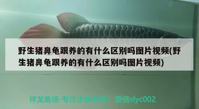 野生豬鼻龜跟養的有什么區別嗎圖片視頻(野生豬鼻龜跟養的有什么區別嗎圖片視頻)