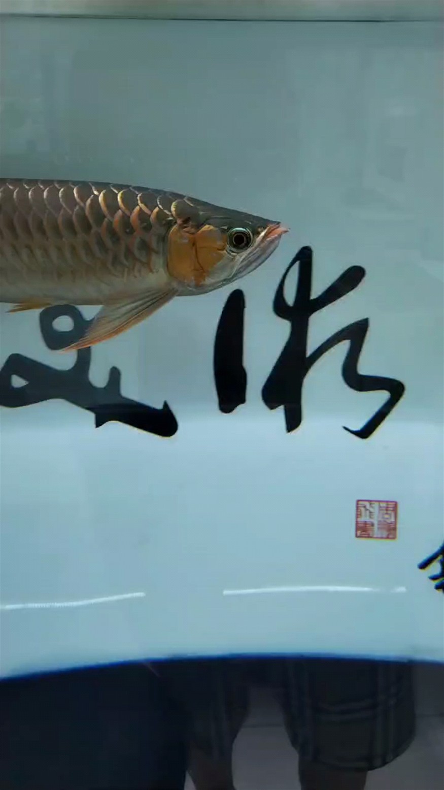 兜嘴手術(shù)做完，須子撞斷