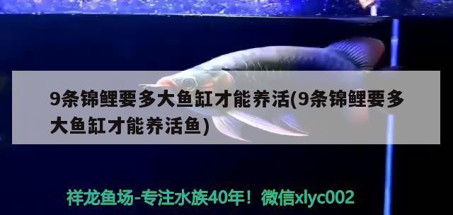9條錦鯉要多大魚缸才能養活(9條錦鯉要多大魚缸才能養活魚)