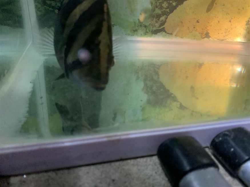 虎魚蒙眼突眼治療2