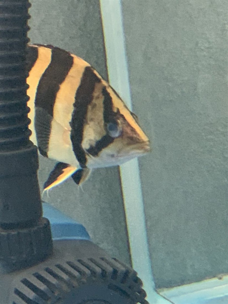 虎魚蒙眼突眼治療2