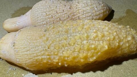 大齊的魚缸：大齊和他的魚缸