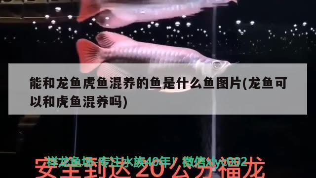 能和龍魚(yú)虎魚(yú)混養(yǎng)的魚(yú)是什么魚(yú)圖片(龍魚(yú)可以和虎魚(yú)混養(yǎng)嗎)