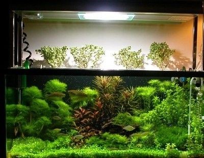 玻璃魚缸怎么過濾：玻璃魚缸過濾材料的種類和作用