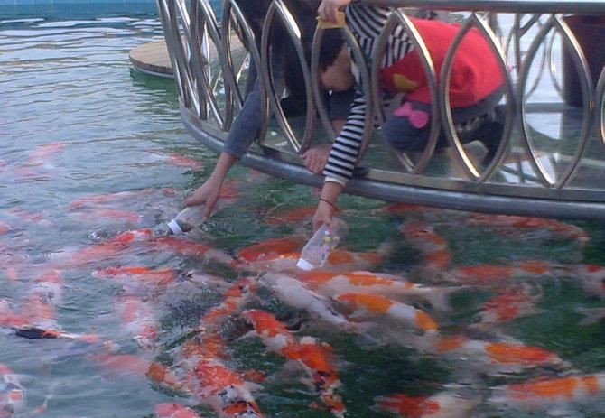 海南觀賞魚養(yǎng)殖基地有哪些品種（海南觀賞魚養(yǎng)殖基地介紹）